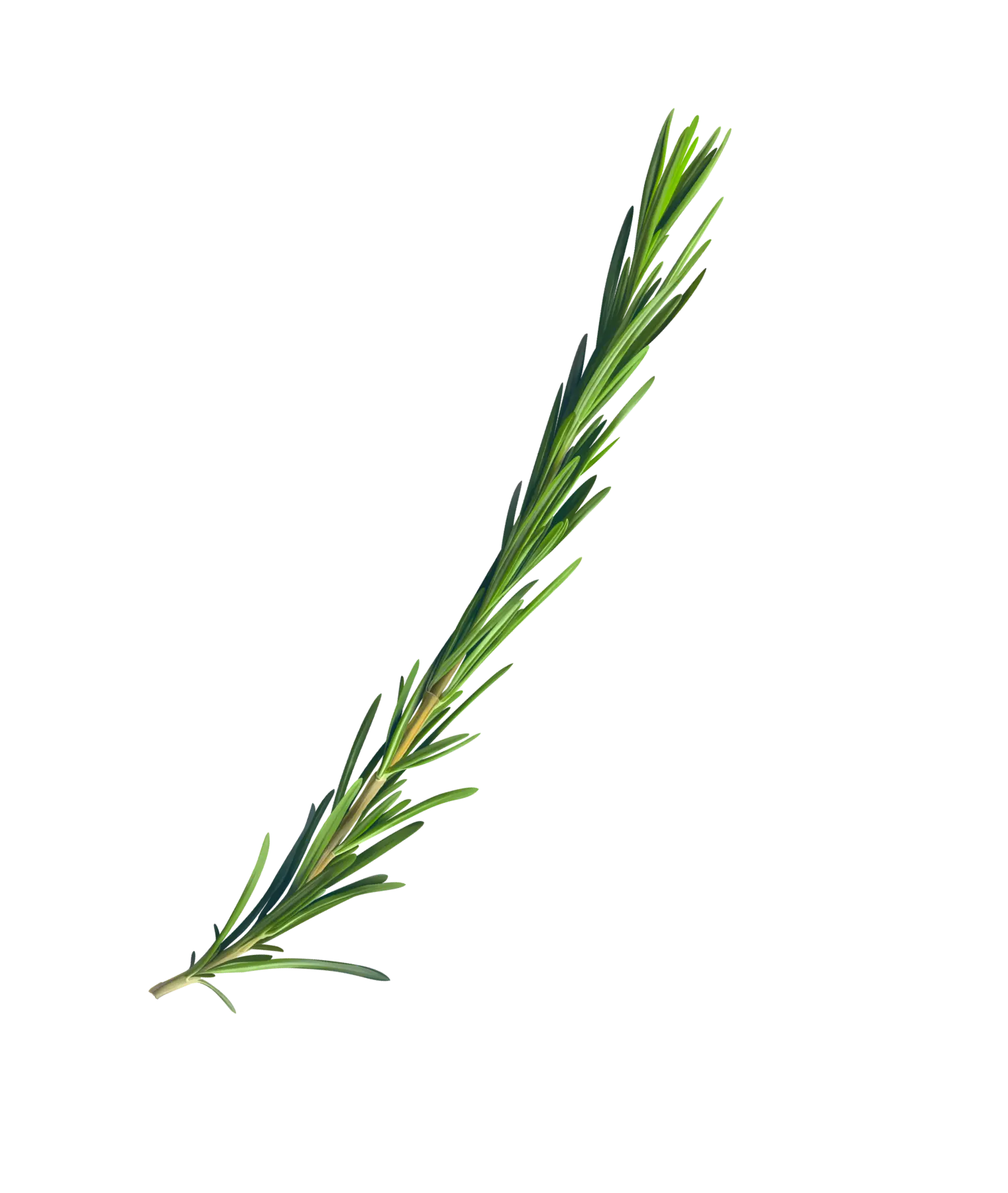 Rosemary Rosemary branch