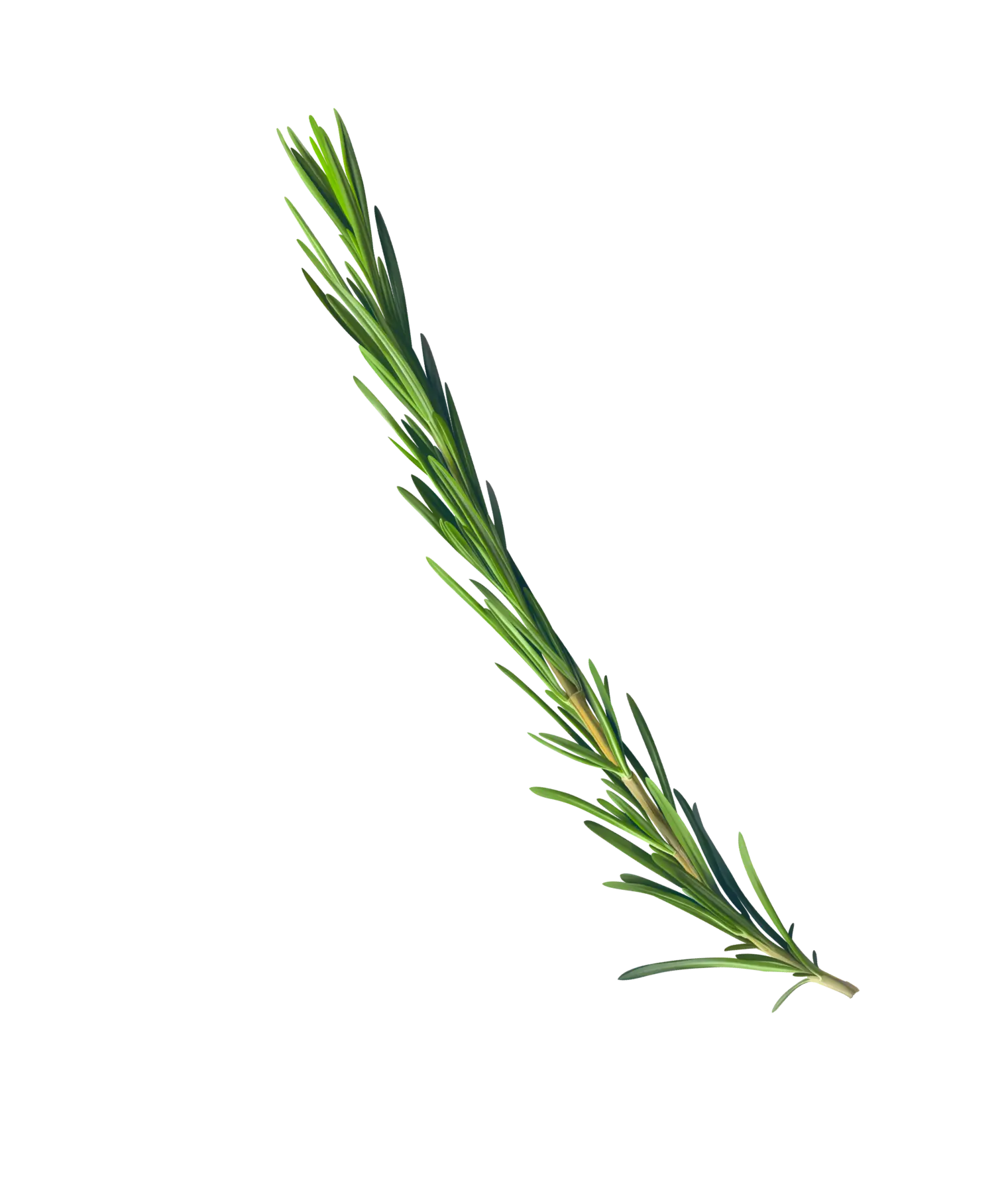 Rosemary Rosemary branch